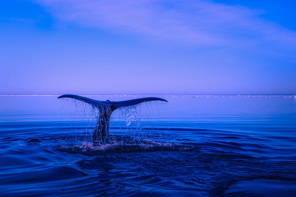 quand partir en islande pour voir des baleines