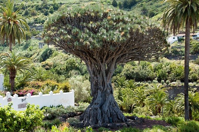 température Tenerife Mai