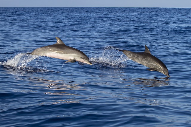 Dauphins qui sautent dans l'océan Atlantique sur la côte de Tenerife