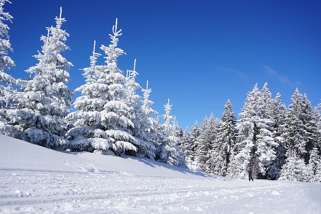 Sapins enneigés