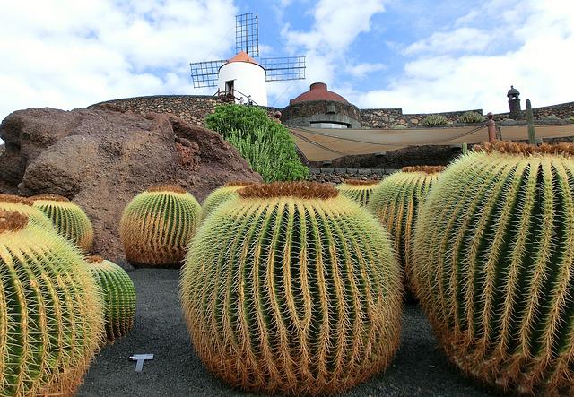 Jardin de cactus à Lanzarote