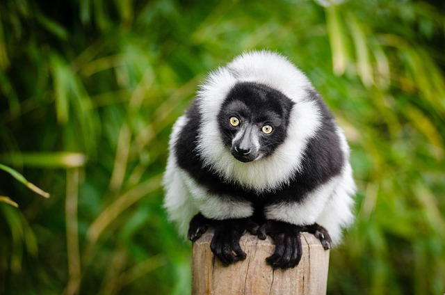 Lémurien à Madagascar