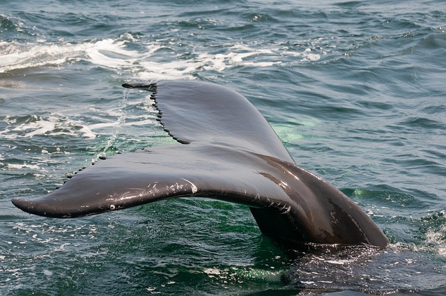 Destination du Costa Rica pour voir les baleines