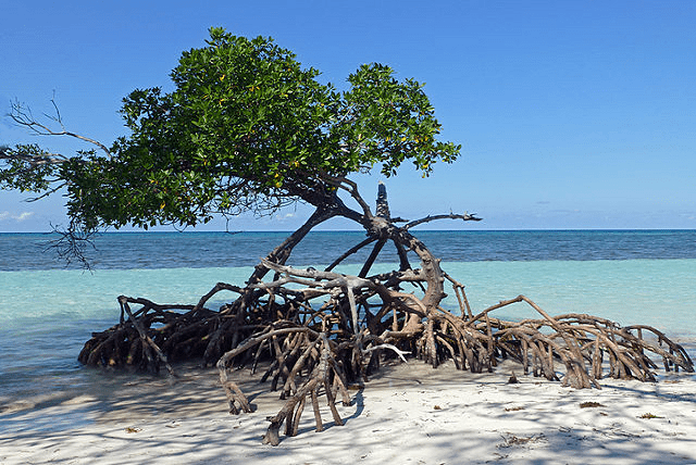 Les îles de Cuba incontournables