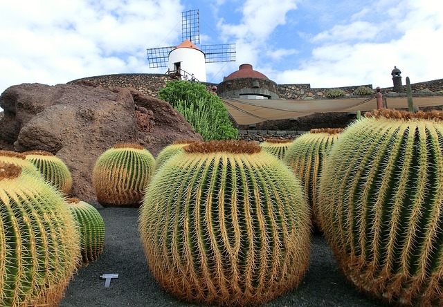 cactus Lanzarote