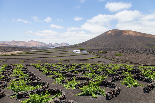 Lanzarote vignes