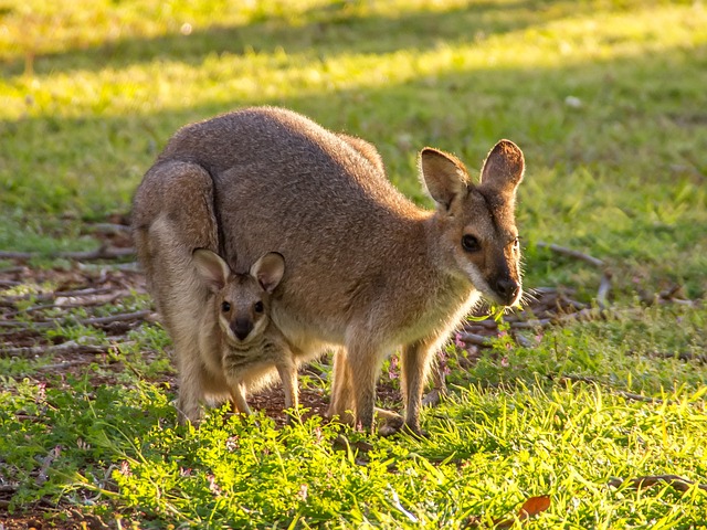 Kangourou en Australie