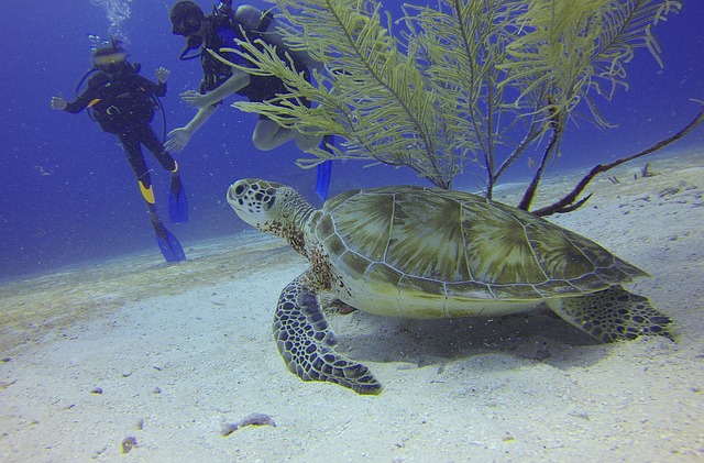 Tortue de mer au Mexique