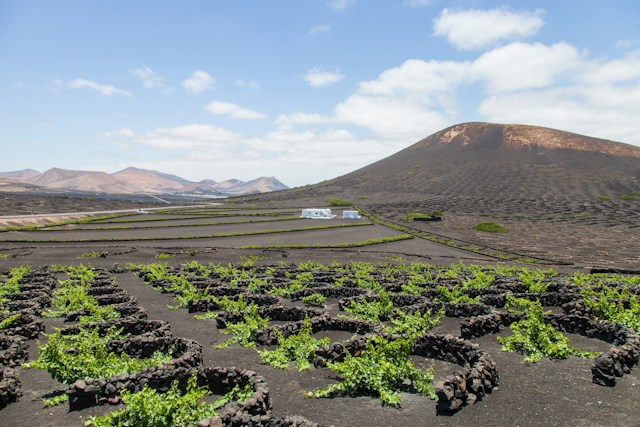 Lanzarote vigne