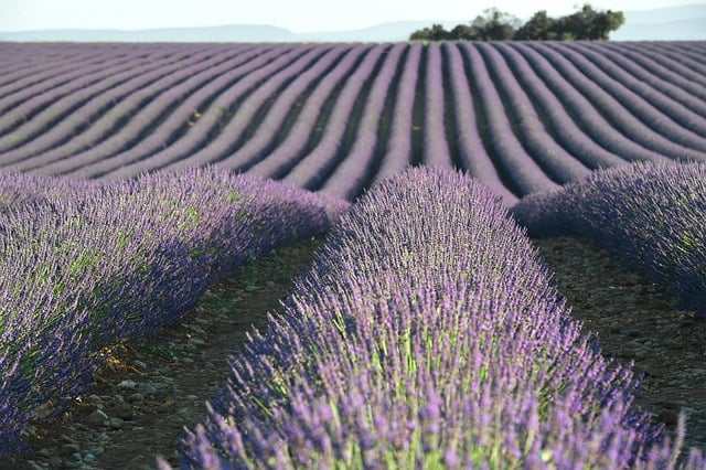 Champs de Lavande en Provence