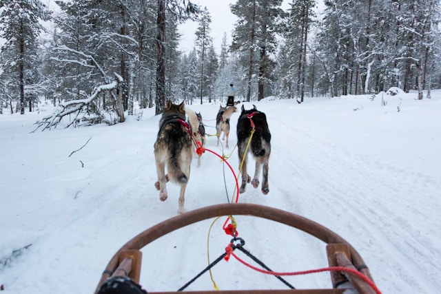 Course de chien de traîneau