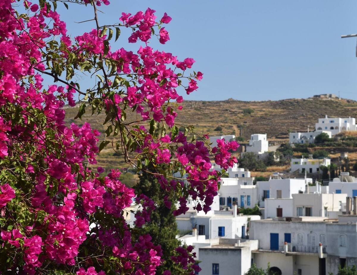 Paros avec ses bougainvilliers
