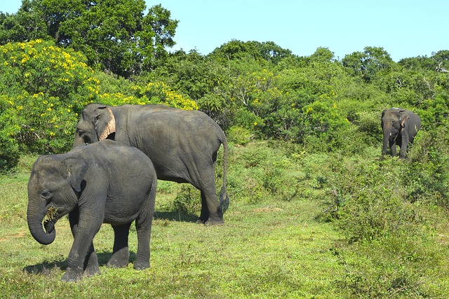 Eléphants au Sri Lanka