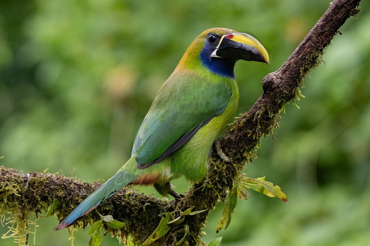 découvrez un itinéraire complet pour explorer le costa rica, ses plages paradisiaques, sa riche biodiversité et ses aventures incontournables.