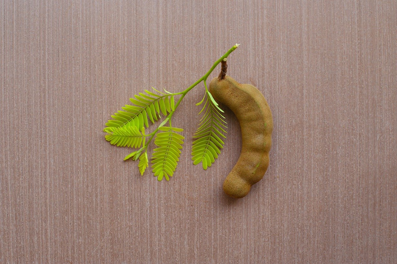 découvrez le tamarindo, un fruit tropical au goût acidulé et sucré, utilisé en cuisine et en médecine traditionnelle pour ses nombreuses vertus.