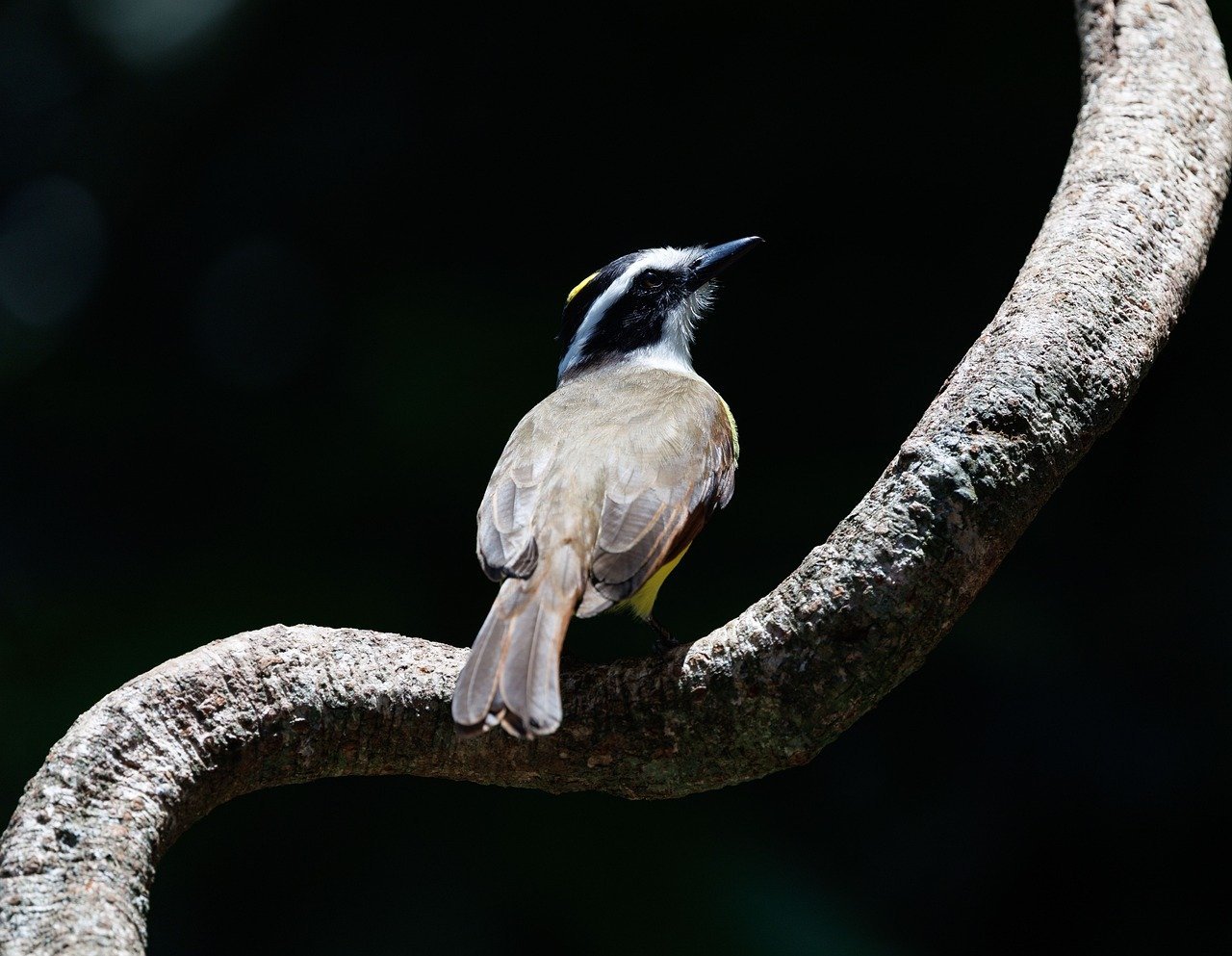 découvrez des conseils essentiels pour assurer votre sécurité lors de votre voyage au costa rica, incluant des recommandations pratiques et des informations locales.