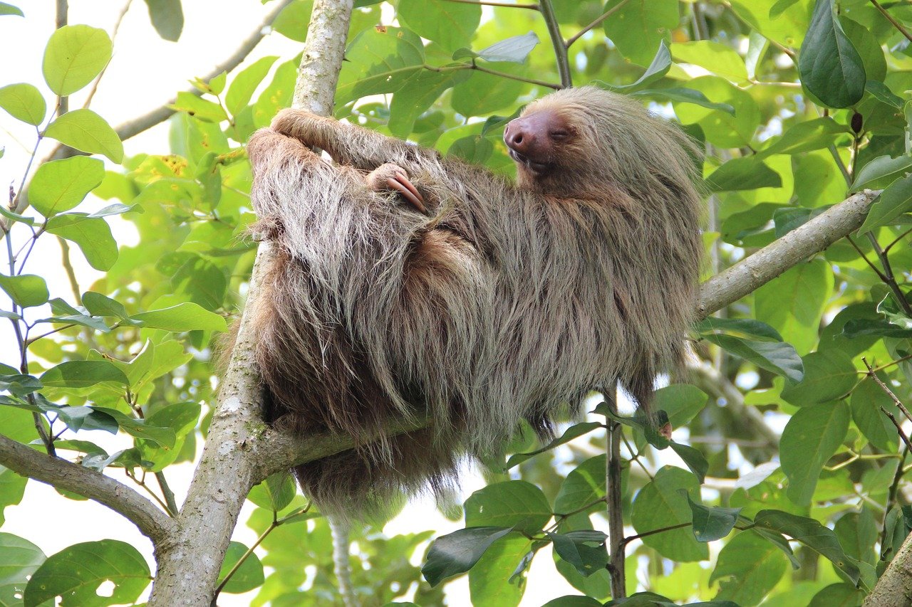 découvrez des conseils essentiels pour assurer votre sécurité lors de votre voyage au costa rica. apprenez à éviter les risques et à profiter pleinement de votre séjour en toute tranquillité.