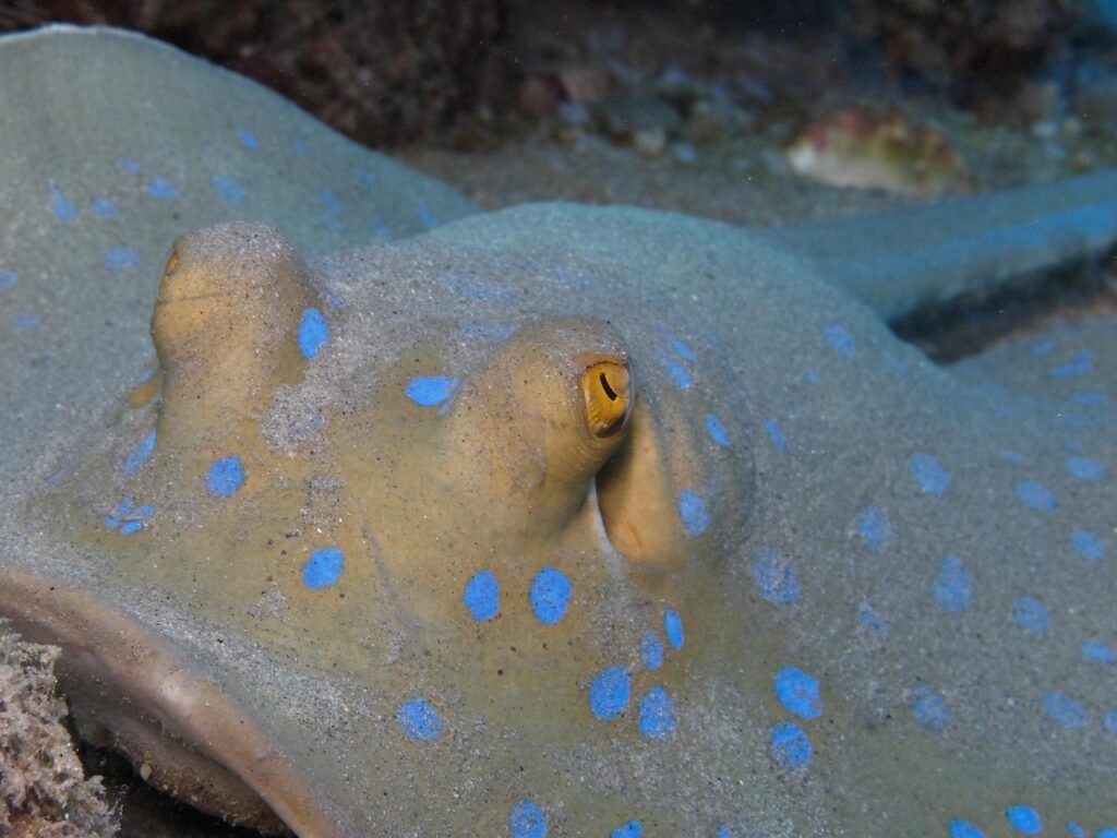 Carte Amed Bali : où se trouvent les meilleurs spots de plongée ? découvrez les meilleurs spots de plongée à travers le monde pour vivre des aventures sous-marines inoubliables.