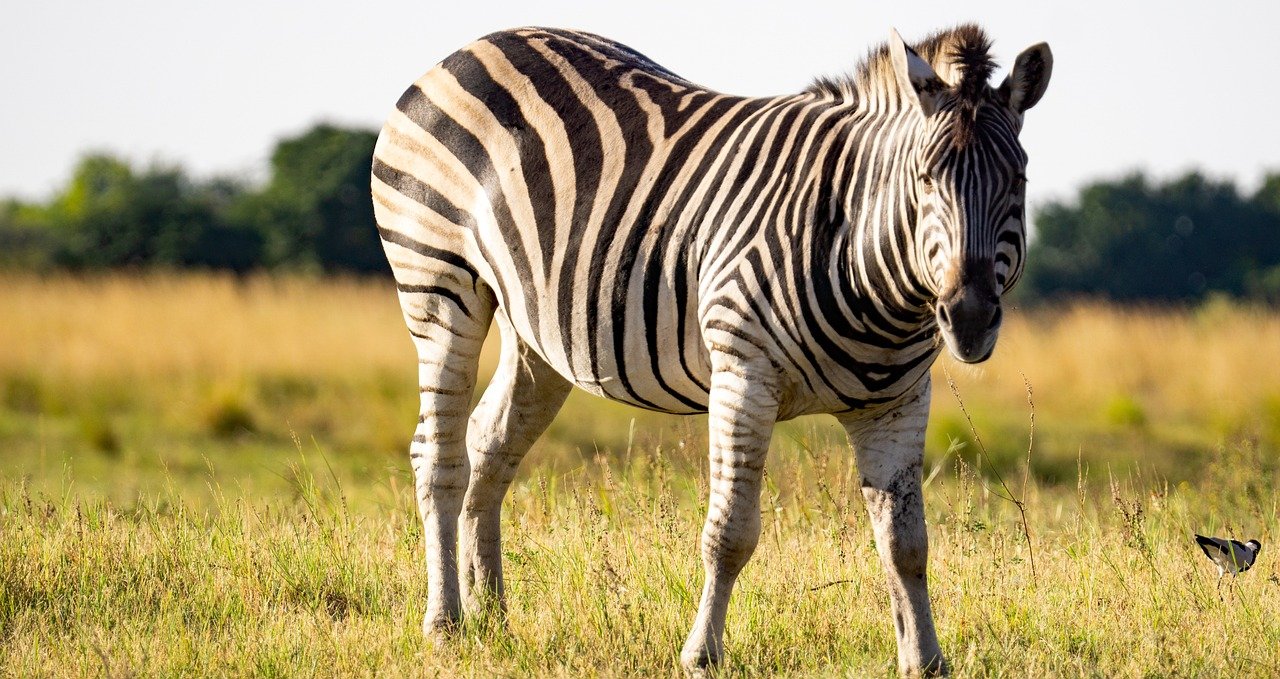 découvrez la magie du parc national d'etosha en namibie lors d'un safari inoubliable, où vous pourrez observer une faune spectaculaire dans un paysage unique.