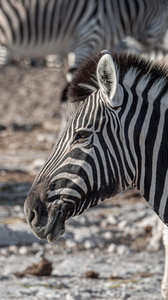Etosha parc national : comment organiser un safari en Namibie ? découvrez le parc national d'etosha en namibie, une destination phare pour un safari inoubliable au cœur d'une faune sauvage exceptionnelle et de paysages spectaculaires.