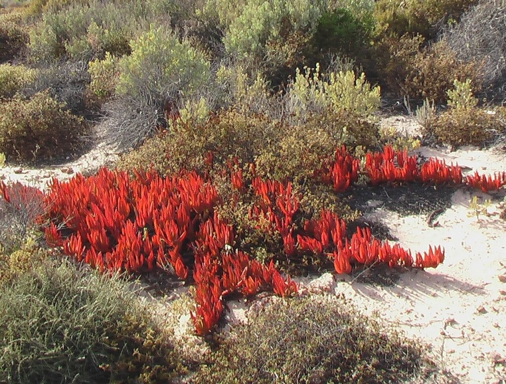 La Corse en septembre 2026, est-ce la bonne période pour un voyage ? La Corse en septembre 2026, est-ce la bonne période pour un voyage ?
